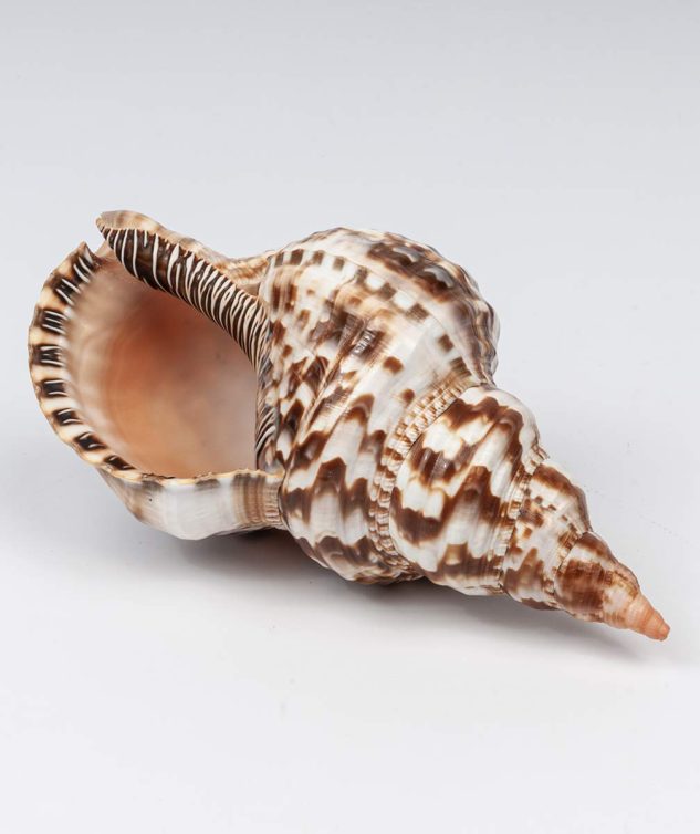 Concha Cobra cod 004109