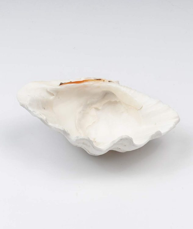 Concha Mini Saboneteira cod 007627