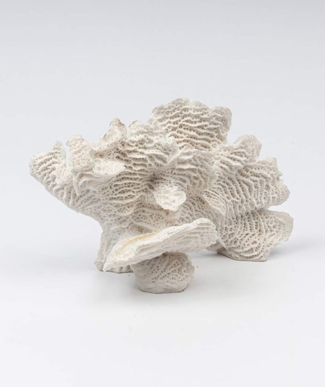 Coral Leque - cod 004088