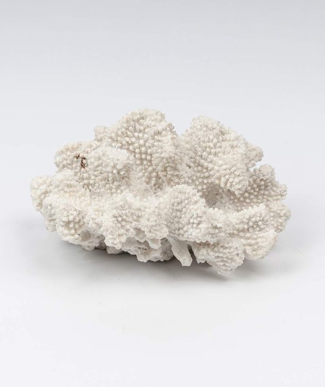 Coral Lixa P - cod 004091