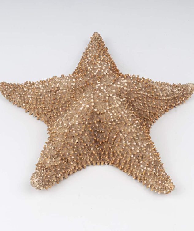 Estrela do Mar G - cod 004965 - 37cm