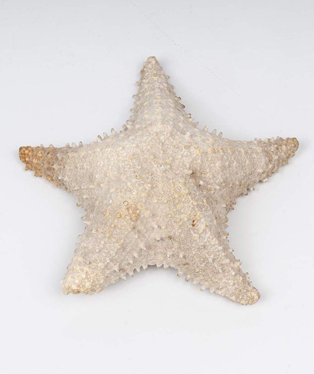 Estrela do Mar M - cod 004515 - 24cm