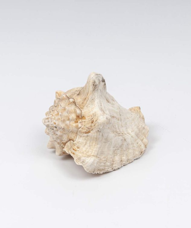 Frog Shell - cod 004096